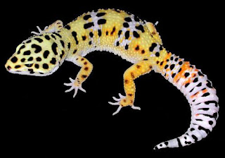 gecko