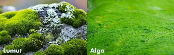 Inilah Perbedaan Utama Antara Lumut dan Alga
