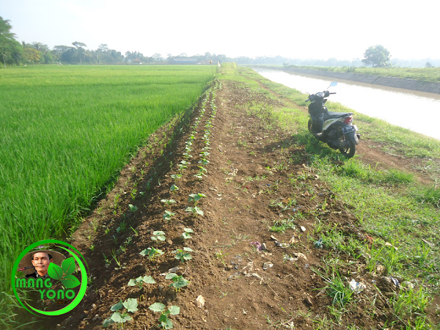 Normalisasi Sungai Bendungan Macan – Binong merugikan warga. 