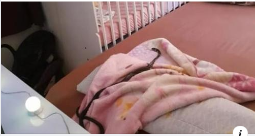 #Brasil: Cobra é capturada dentro de berço de bebê, assista o vídeo 