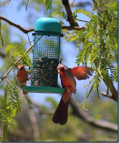 Pyrrhuloxia 2 397x480