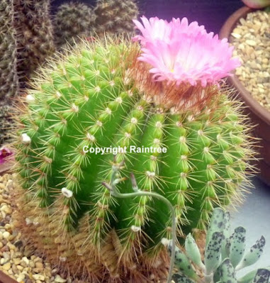 Pink flower cactus