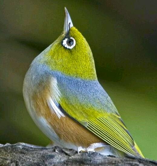 Suara burung pleci silvereye