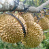 BUDIDAYA DURIAN