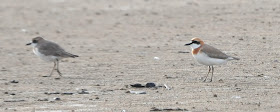 Greater Sandplover (Charadrius leschenaultii)