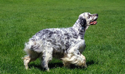 english setter pictures