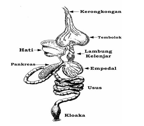 campoer adoek anatomi aves