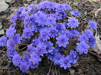 Печёночница благородная вариант благородная Hepatica nobilis var. nobilis. 