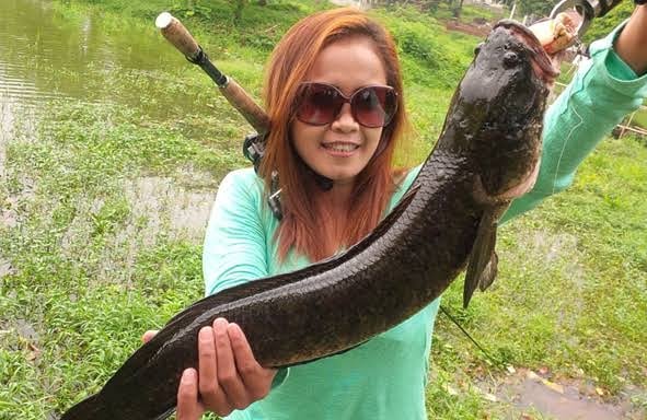 Lady Angler Indonesia Casting Ikan Bogo Besar