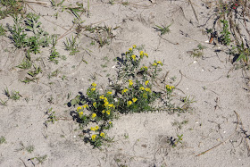 Heliotropium polyphyllum