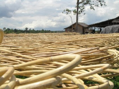 Jenis rotan yang sangat kuat dan elastis, mudah dibentuk sesuai dengan keinginan