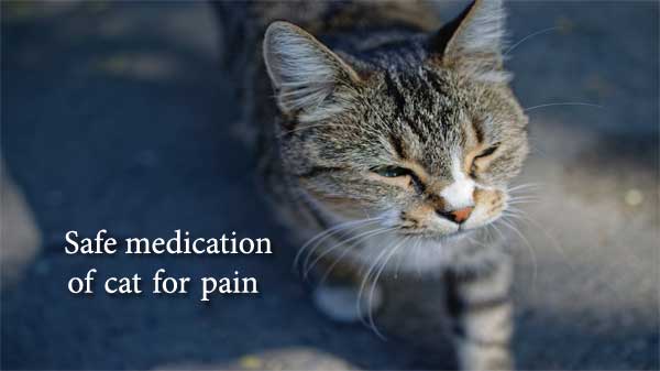 Safe medication of cat for pain