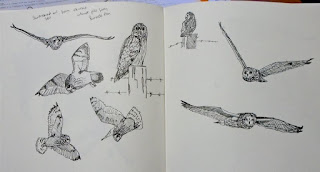 Short-eared owl ink sketches from photos