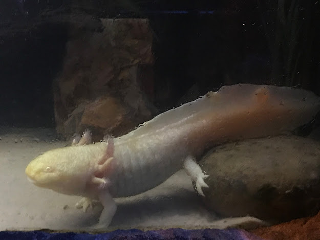 Lungfish at the Sydney Aquarium