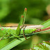 El Saltamontes Cabeza de Conejo