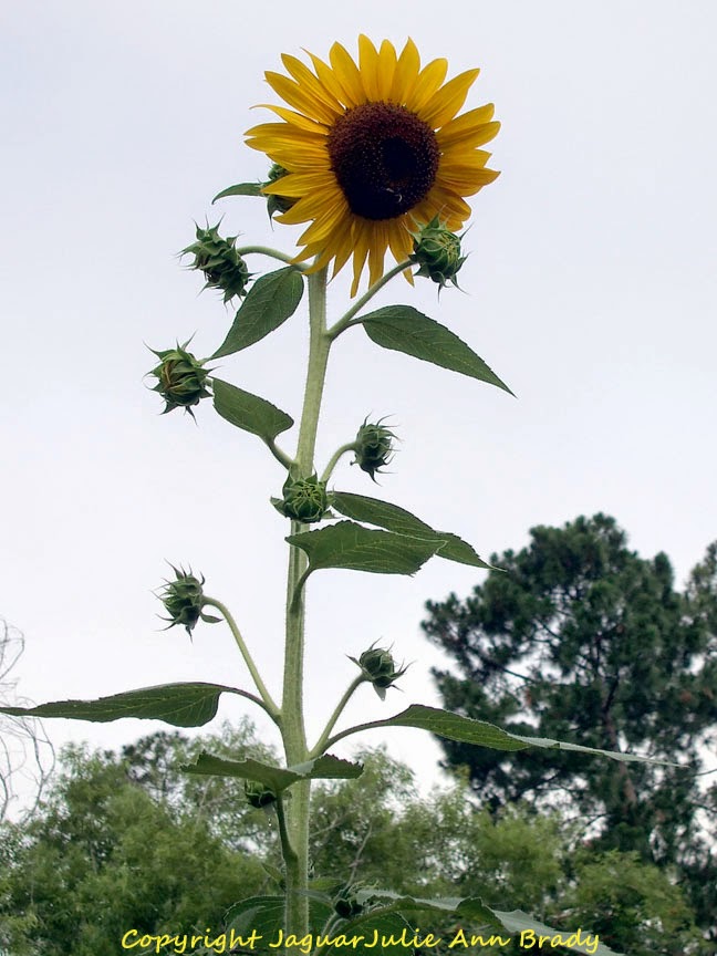 Julie Ann Brady : Blog On: Sunflower Garden at 9 Feet at ...