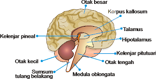 Kelenjar Pituitari