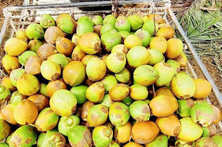 Tender Coconut Suppliers in Bangalore