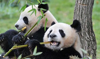 most interesting facts about giant pandas