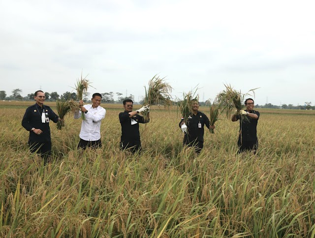 Mentan SYL: Varietas Unggul untuk Tingkatkan Produksi Padi Nasional