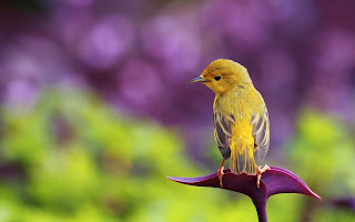 Cute Yellow Little Bird HD Wallpaper