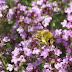 Thyme flowers.