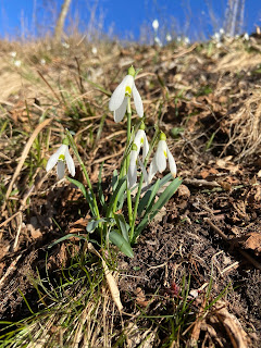 [Amaryllidaceae] Galanthus nivalis – Snowdrop