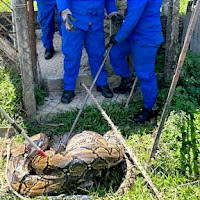 Warga emas terkejut ular sawa sepanjang 5 meter telan kambing dalam kandang