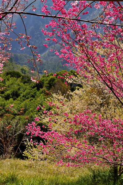 新竹尖石司馬庫斯櫻花季上帝的部落美不勝收，巨木群步道健走賞景