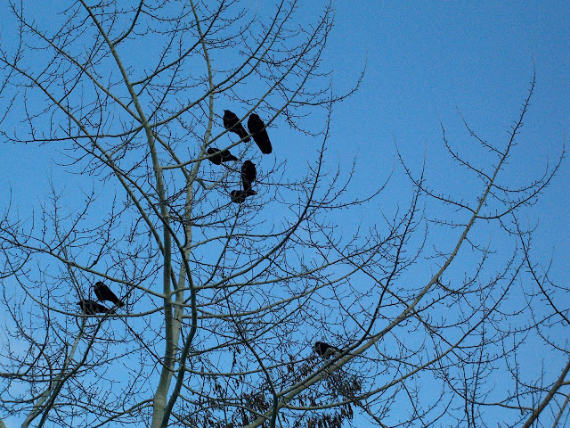 American crows in a bare tree against a blue sky.