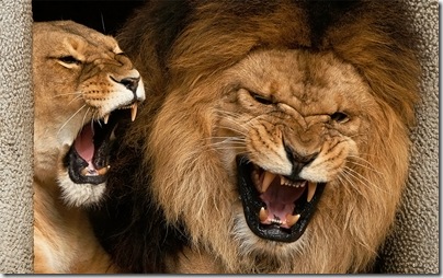 felinos divertidoss (19)