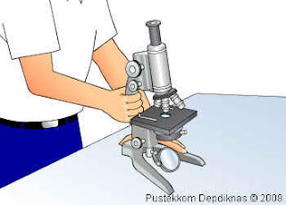 langkah Cara Menggunakan Mikroskop Cahaya