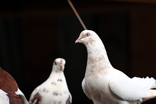What record-breaking feat did a famous racing pigeon achieve, capturing global attention?