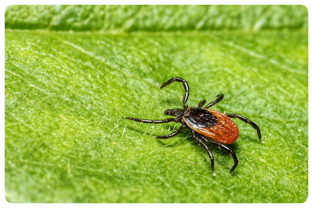 Crop Pest