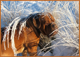 Mastiff Dogs Snow Pictures