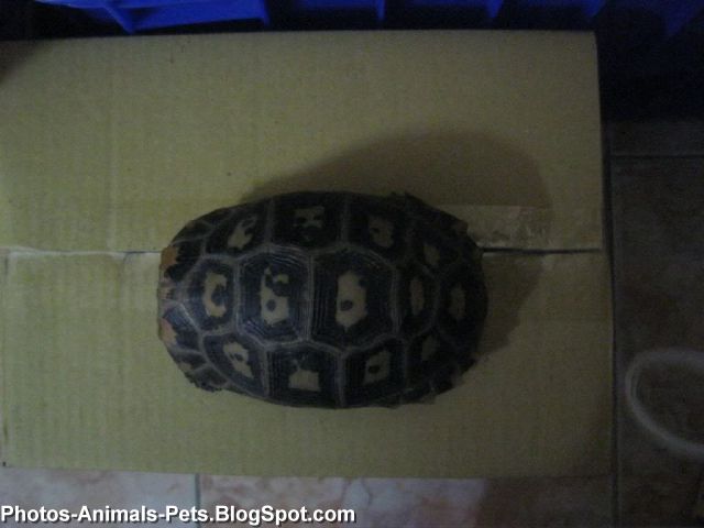 a pet turtle