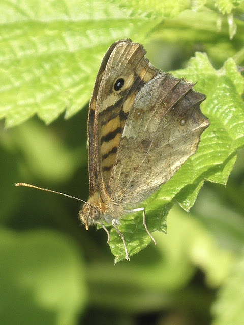 mariposa saltacercas