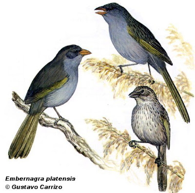 Great Pampa Finch