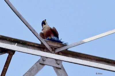 "Peregrine "Falcon (Shaheen) with prey on the radio tower, resident of Mount Abu."