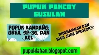 Cara Menanam Pakcoy di Tanah Biar Hasilnya Melimpah, Lengkap dengan Pupuk dan Pemupukannya