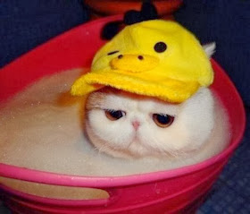 Funny cats - part 89 (40 pics + 10 gifs), cat wears hat taking a bath