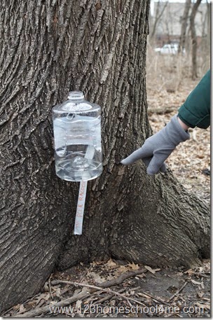 Gathering sap from maple tree