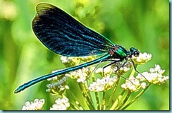 dragnfly