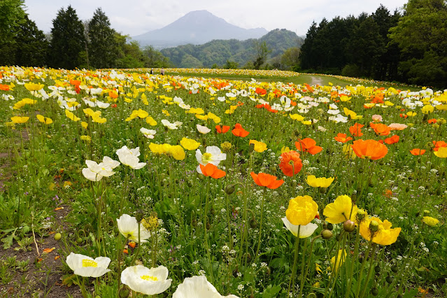 鳥取県西伯郡南部町鶴田 とっとり花回廊 花の丘 アイスランド ポピー