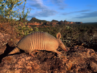 Armadillo Wallpapers