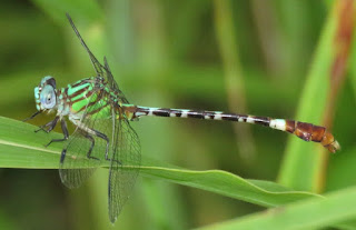 Blue-faced Ringtail, Erpetogomphus eutainia