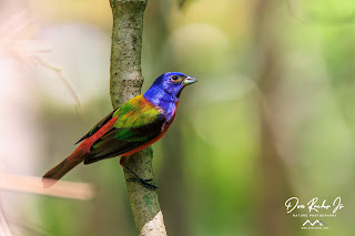 Close-up photo of a male Painted Bunting perched on a branch. The bird's vibrant plumage is a kaleidoscope of bright blues, greens, and reds. Its bright blue head, green back, and red underparts make for a striking color combination. The bird's beady black eyes stand out against its colorful feathers, and its sharp, pointed beak is slightly open. In the background, a blurred tree line and green foliage provide a natural setting.