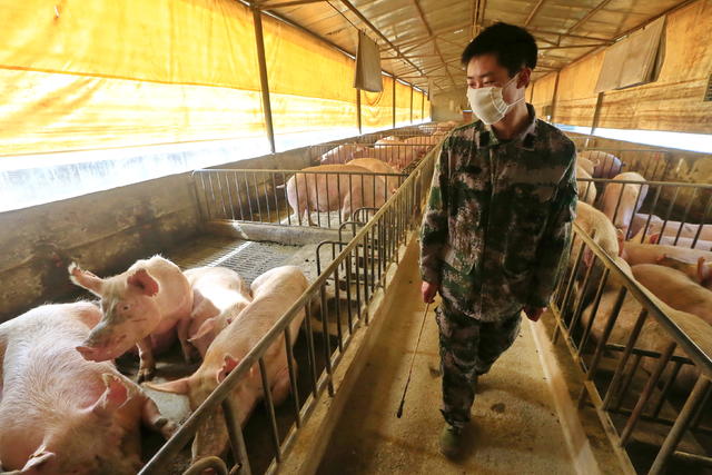 BREAKING NEWS :- New swine flu in China could morph to cause human pandemic, study warns