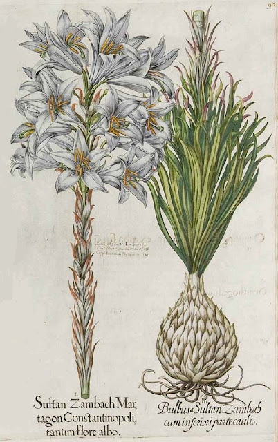 Лилия белоснежная разновидность поникающая (Lilium candidum var. cernuum)