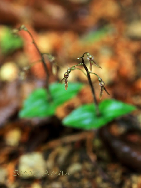 Neottia japonica